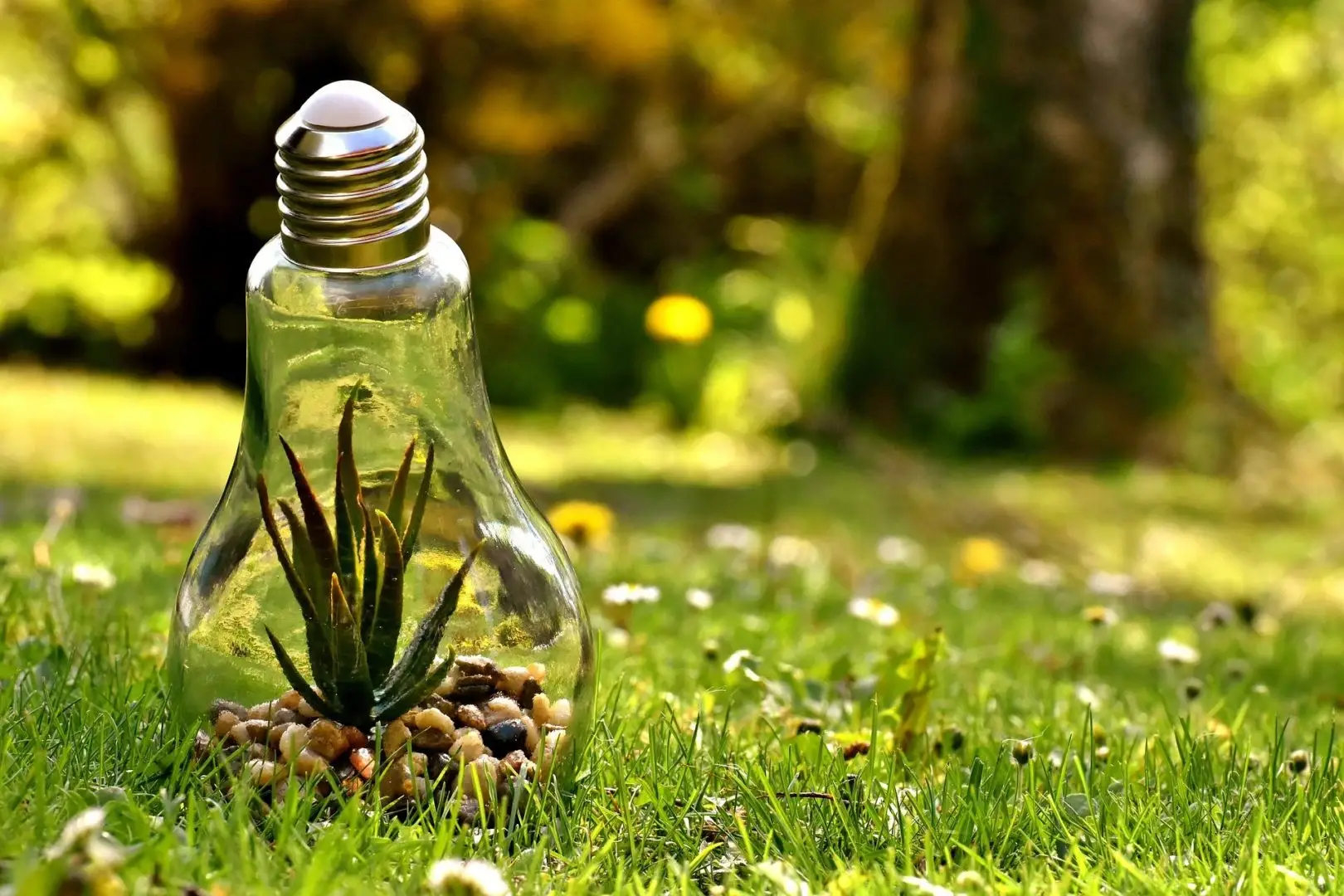 Kreative Darstellung einer Glühbirne als Terrarium mit einer kleinen Aloe-Pflanze und Kieselsteinen auf einer Wiese im Sonnenlicht, symbolisch für nachhaltige Energie und grüne Innovationen sowie den Neubeginn durch Coaching.